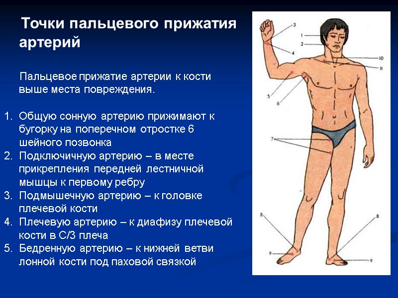 Точки пальцевого прижатия артерий       Пальцевое прижатие артерии к